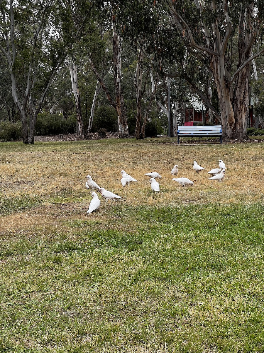 Long-billed Corella - ML646764258