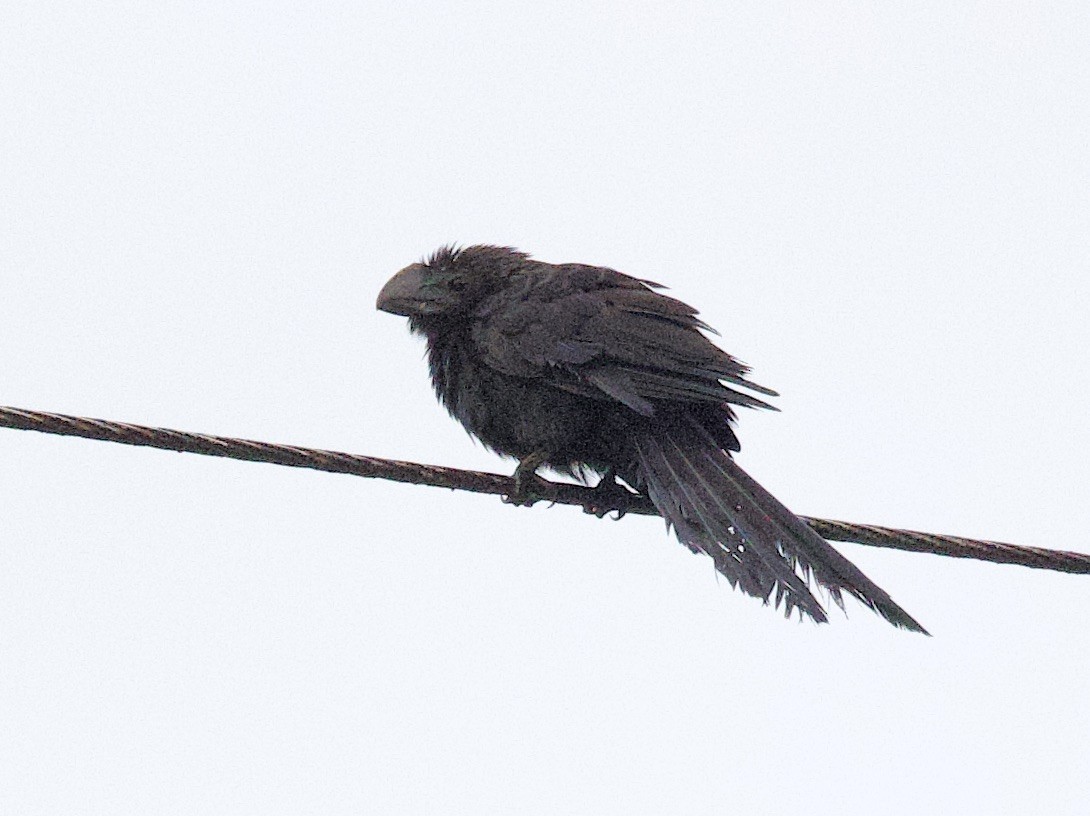 Ані товстодзьобий - ML646764259