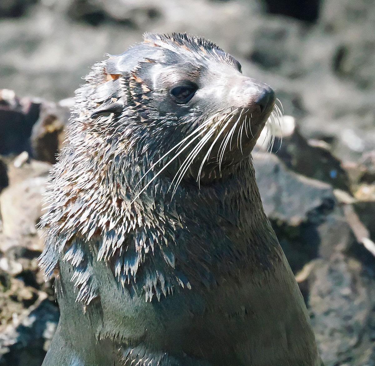 Новозеландский морской котик - ML646764263