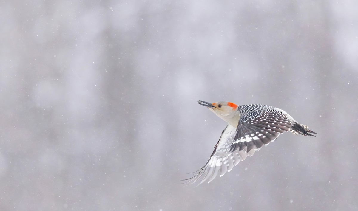 lundspett - ML646764264