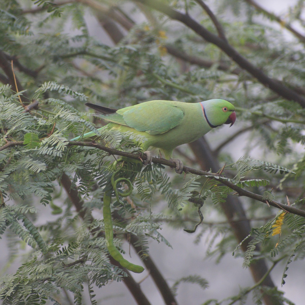 Rose-ringed Parakeet - ML646764267