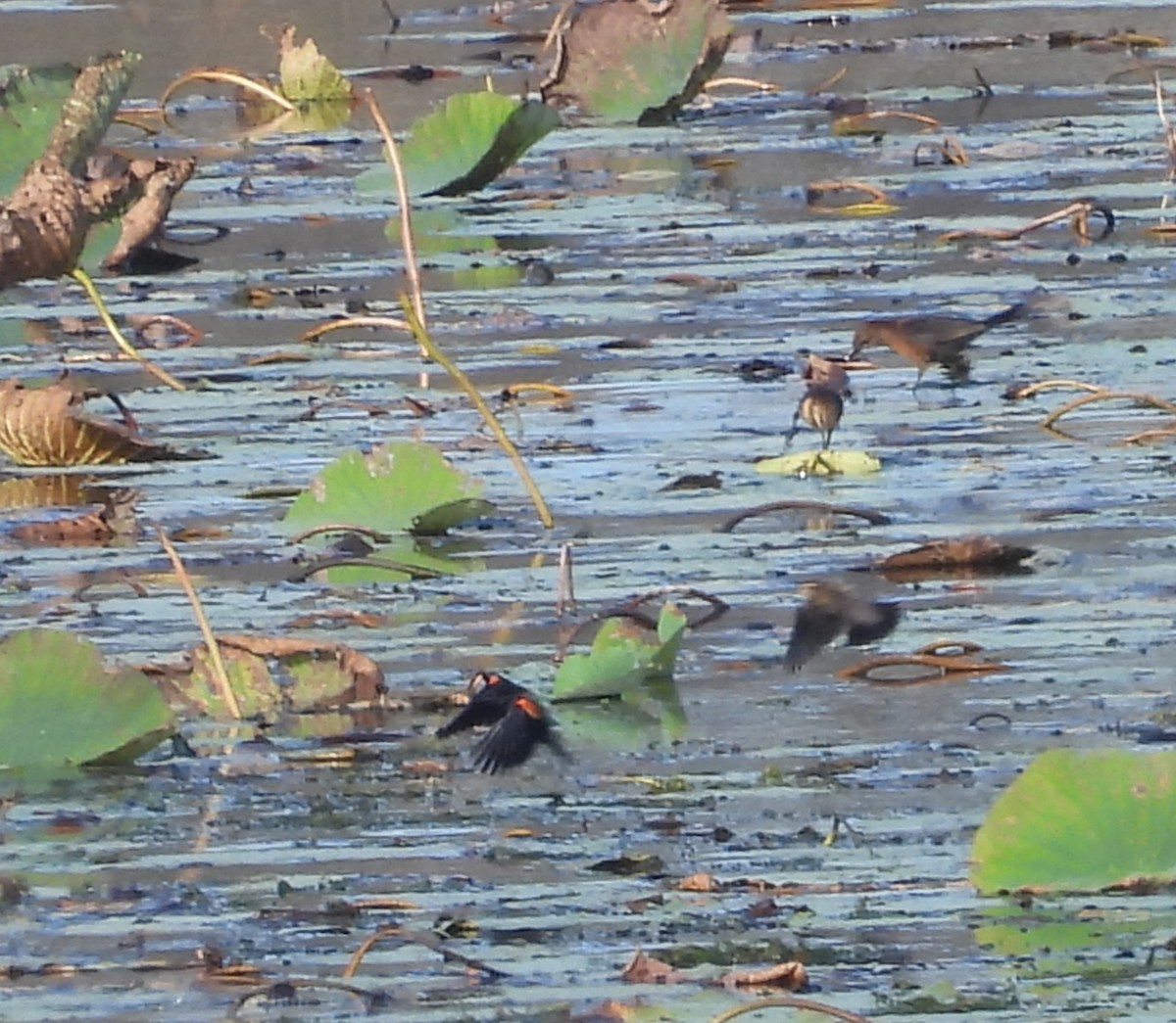 Red-winged Blackbird - ML646764272