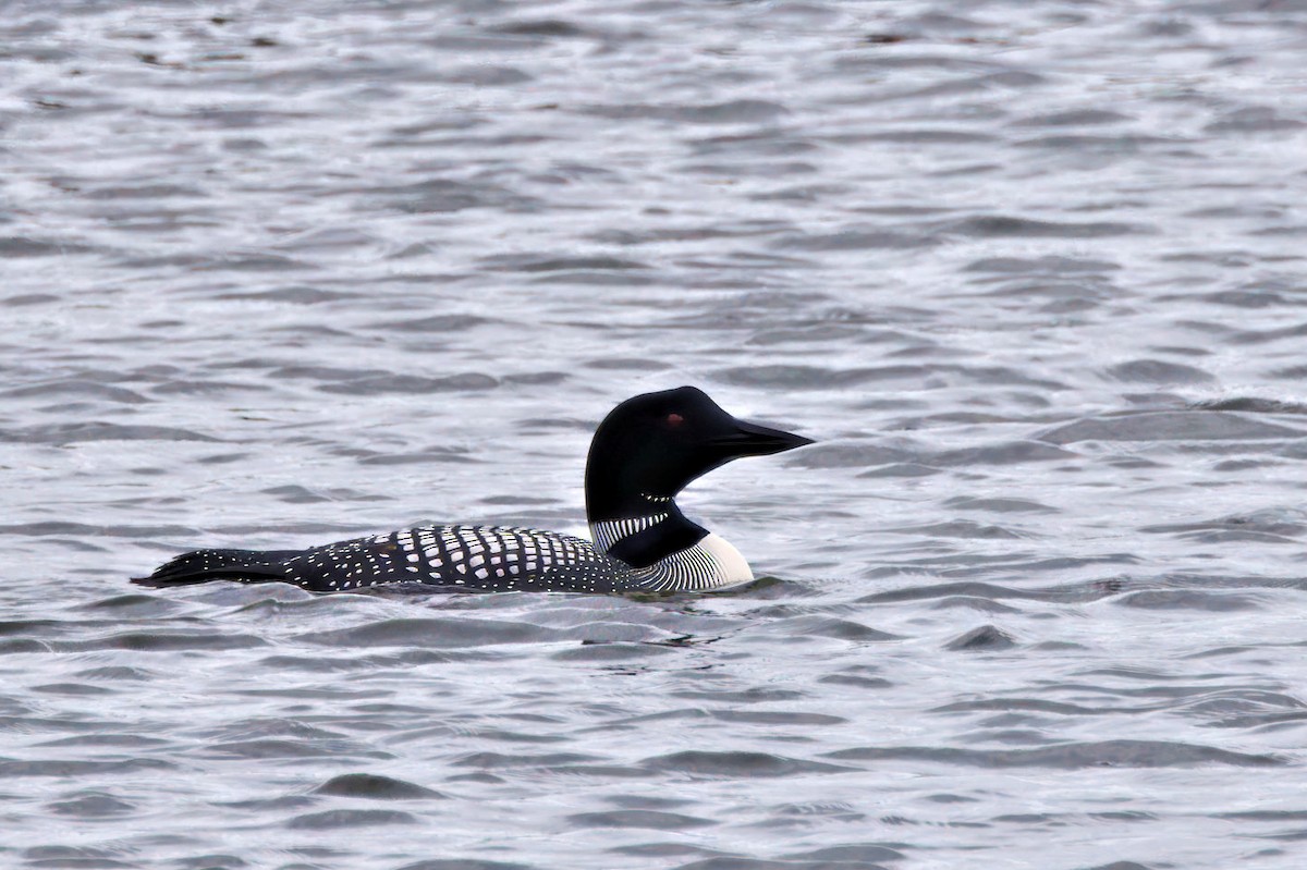 Common Loon - ML646764273