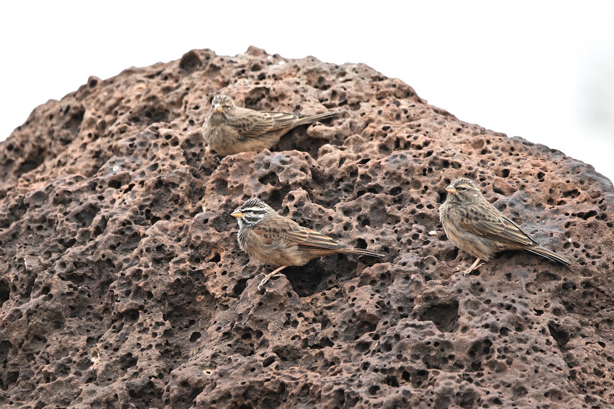 Striolated Bunting - ML646764274