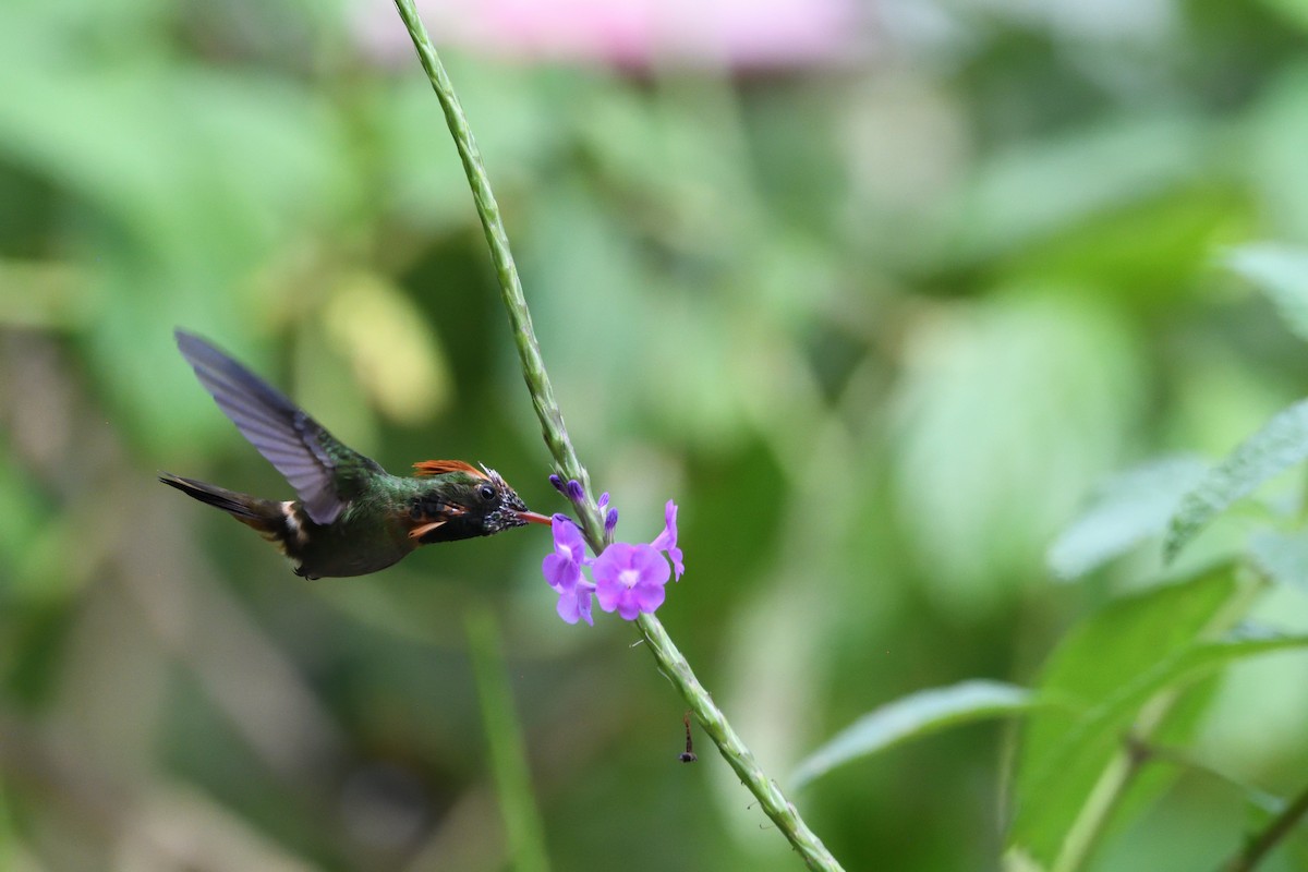 Tufted Coquette - ML646764275