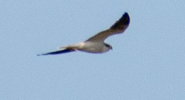 White-tailed Kite - ML646764278