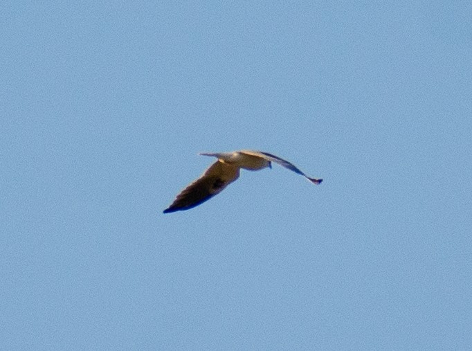 White-tailed Kite - ML646764284