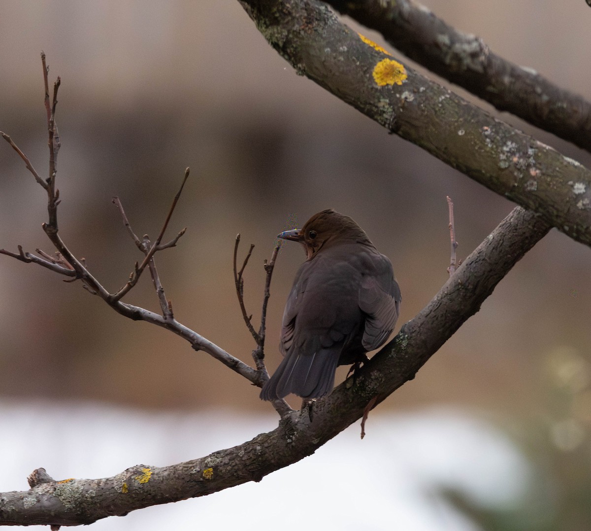 Karatavuk - ML646764285