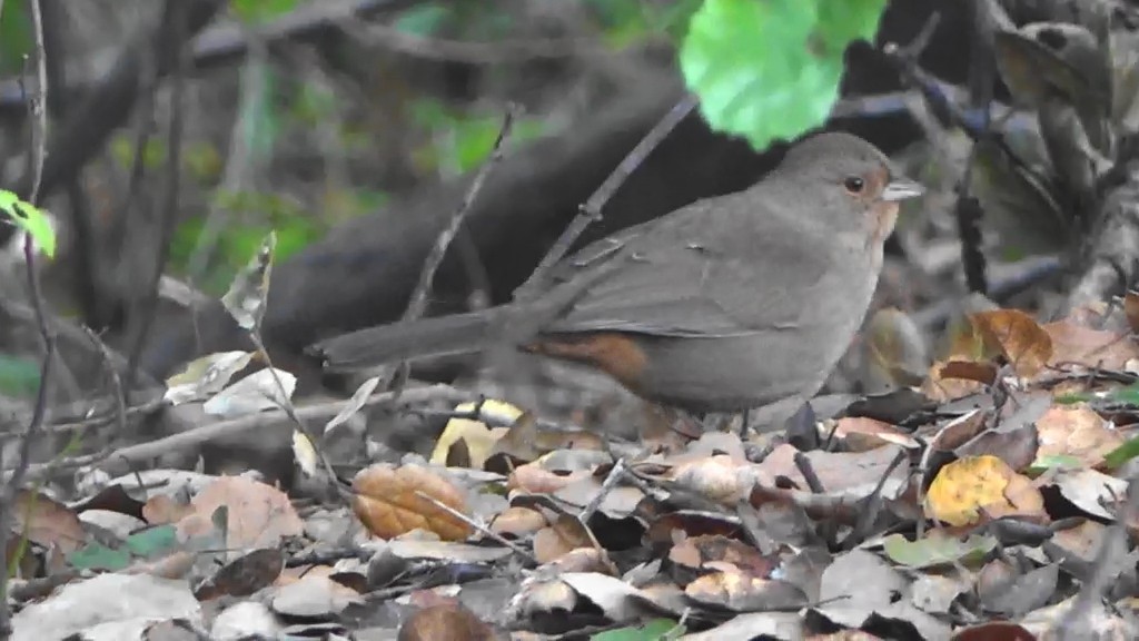 California Towhee - ML646764286