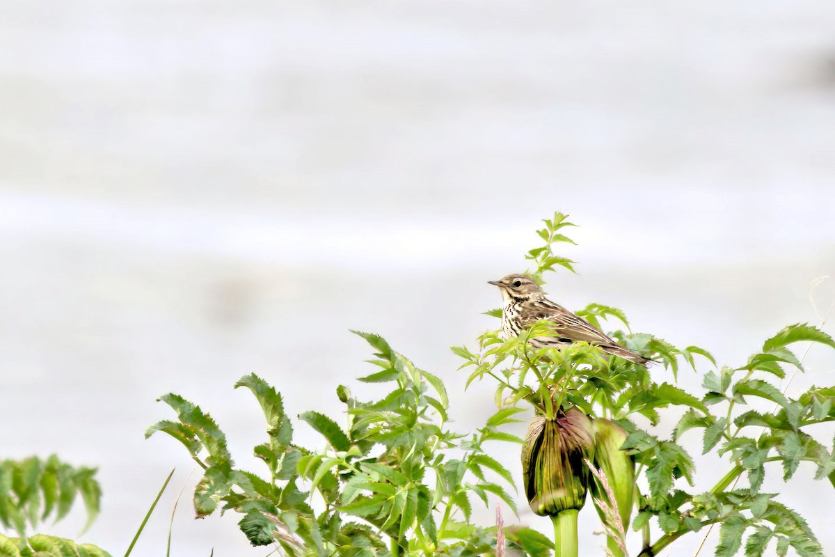 Meadow Pipit - ML646764287