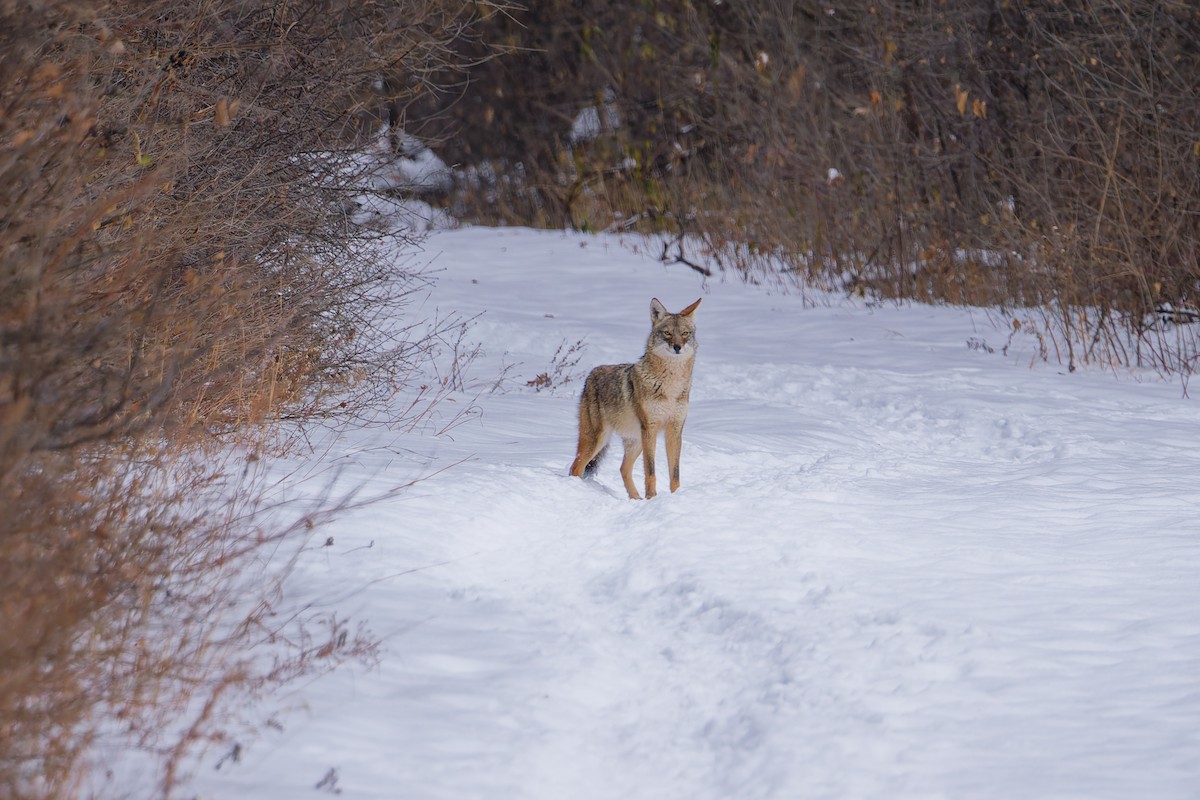 kır kurdu - ML646764294