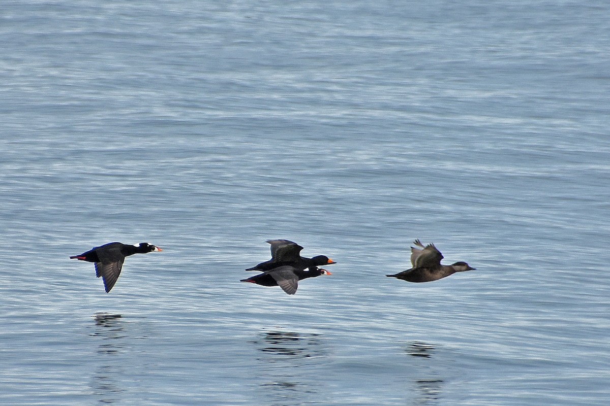 Surf Scoter - ML646764295