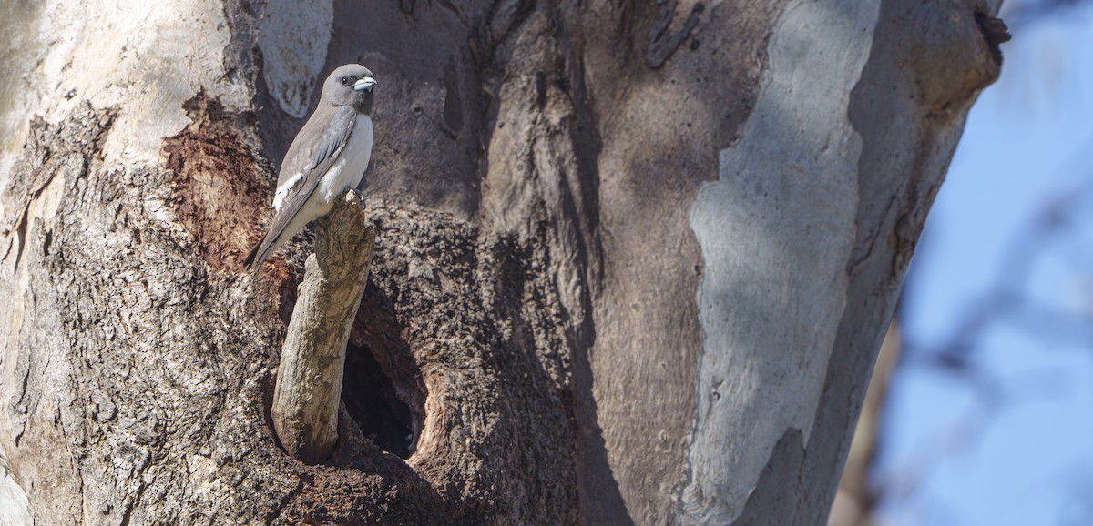 White-breasted Woodswallow - ML646764296