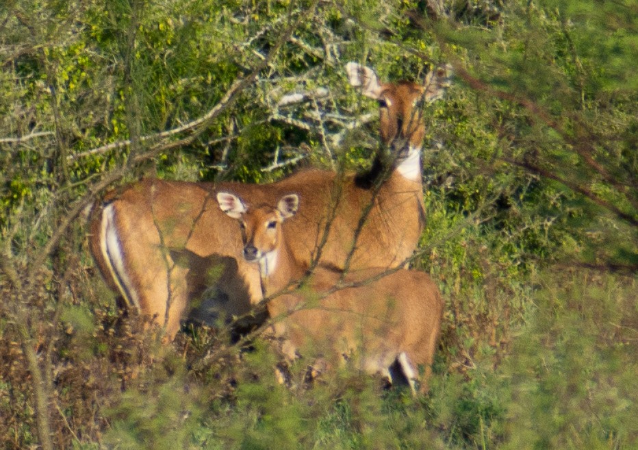 Nilgai - ML646764297