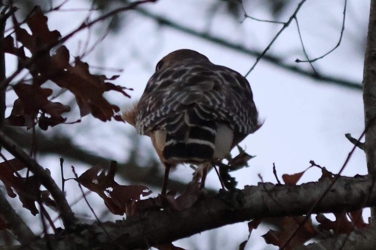 Red-shouldered Hawk - ML646764299