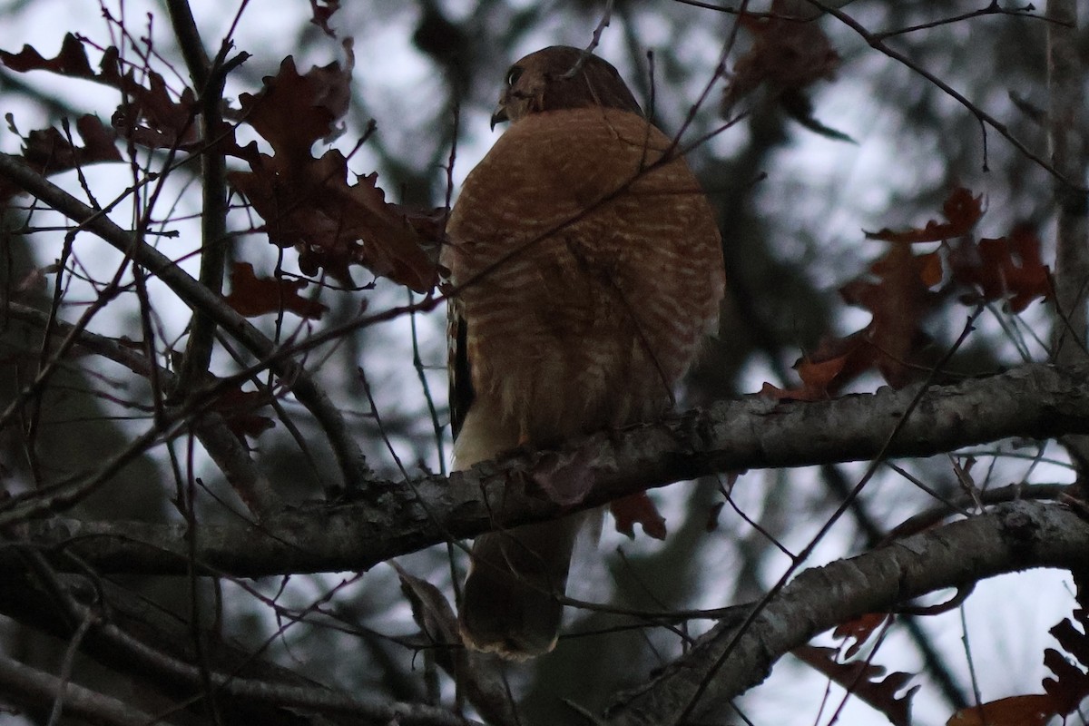 Red-shouldered Hawk - ML646764300