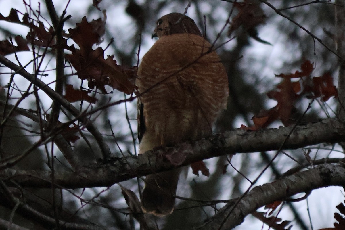 Red-shouldered Hawk - ML646764301