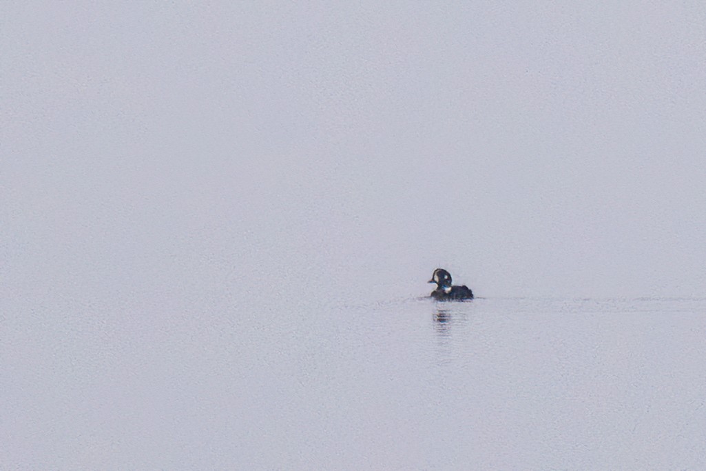 Harlequin Duck - ML646764303