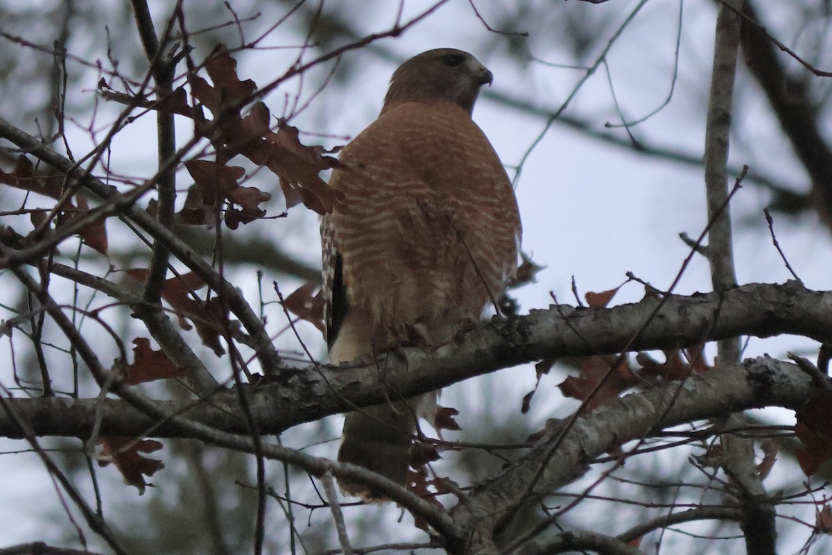 Red-shouldered Hawk - ML646764305