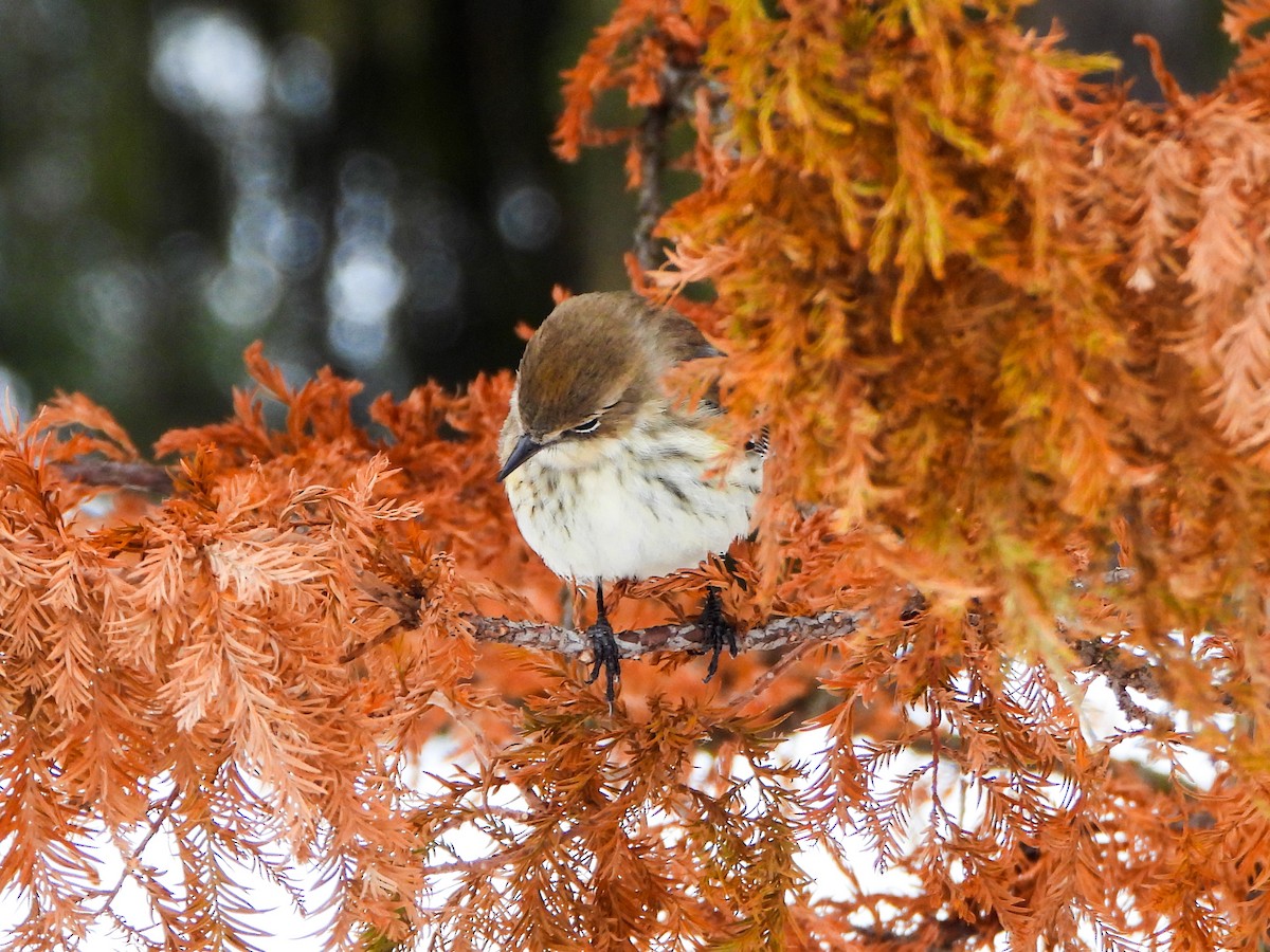 Yellow-rumped Warbler - ML646764306