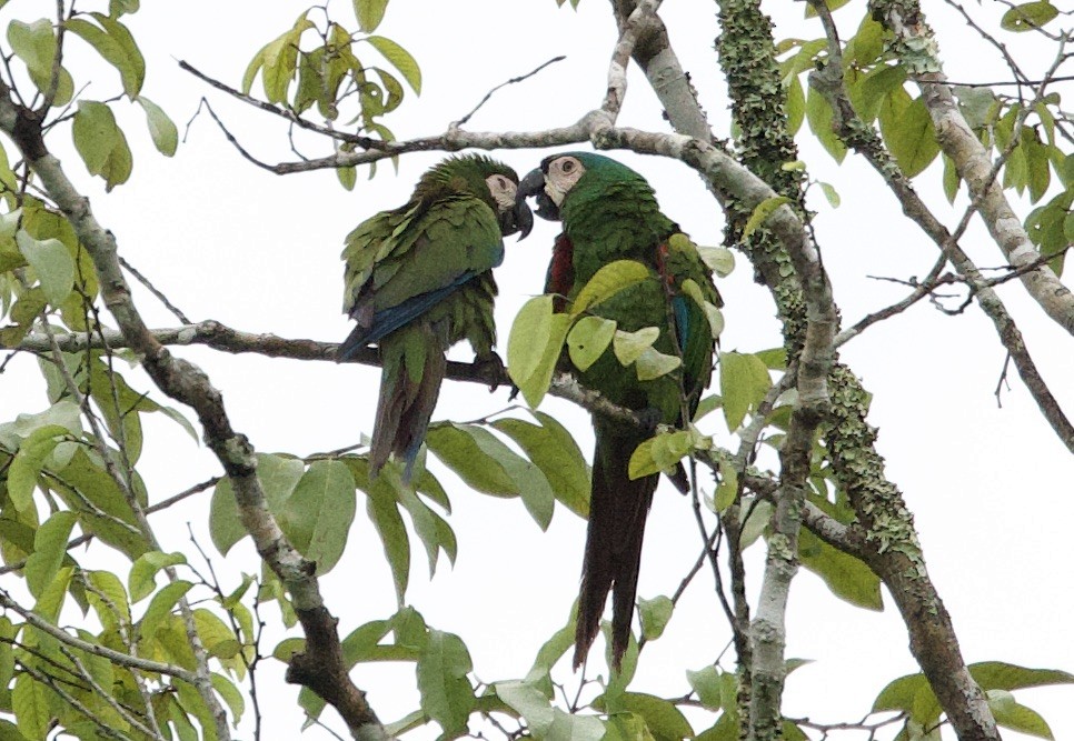 Chestnut-fronted Macaw - ML646764314