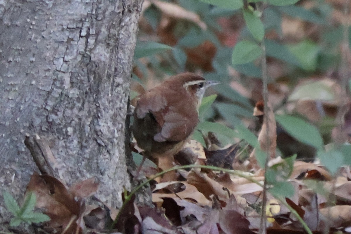 Carolina Wren - ML646764315