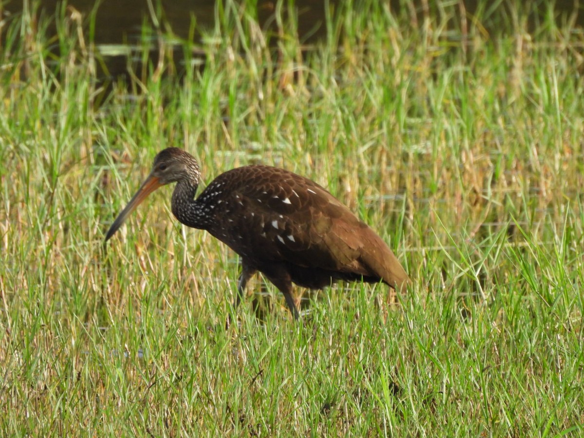 Limpkin - ML646764317