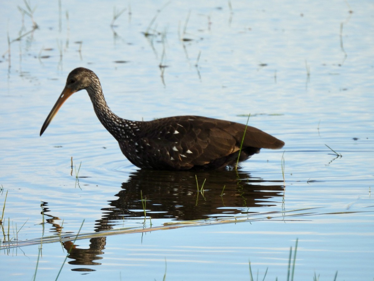 Limpkin - ML646764318
