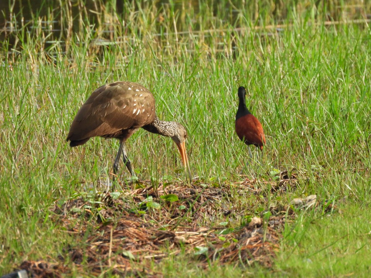 Limpkin - ML646764319