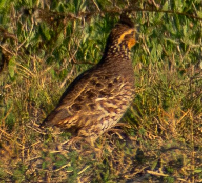 Northern Bobwhite - ML646764320