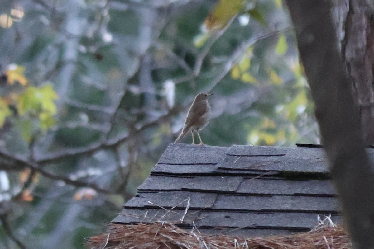 Hermit Thrush - ML646764322