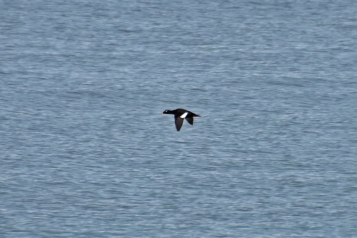 White-winged Scoter - ML646764323