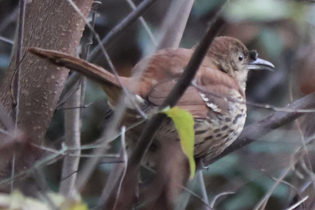 Brown Thrasher - ML646764325