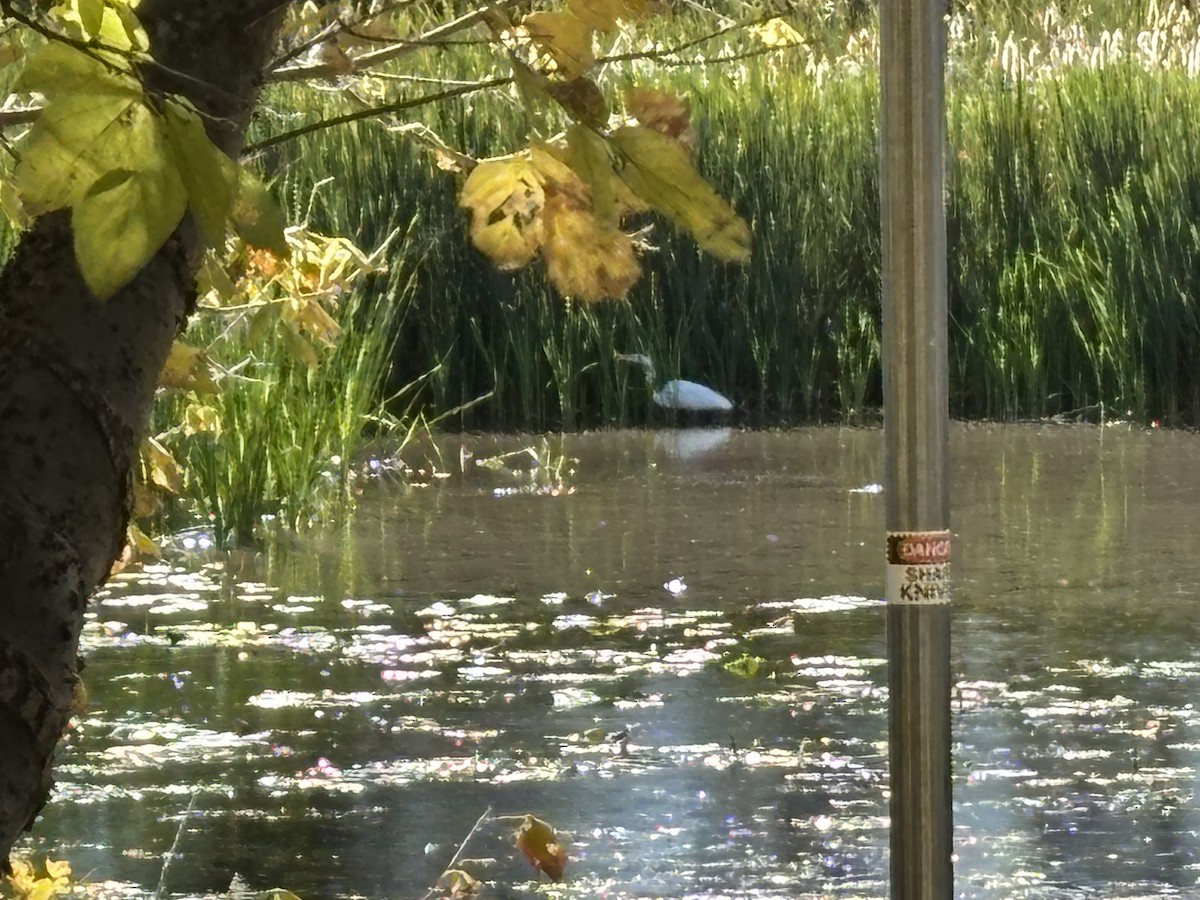Great Egret (American) - ML646764326