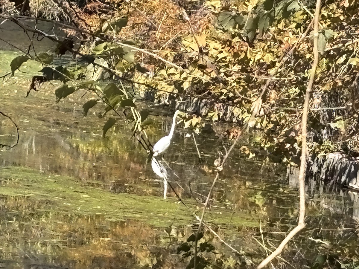 Great Egret (American) - ML646764327