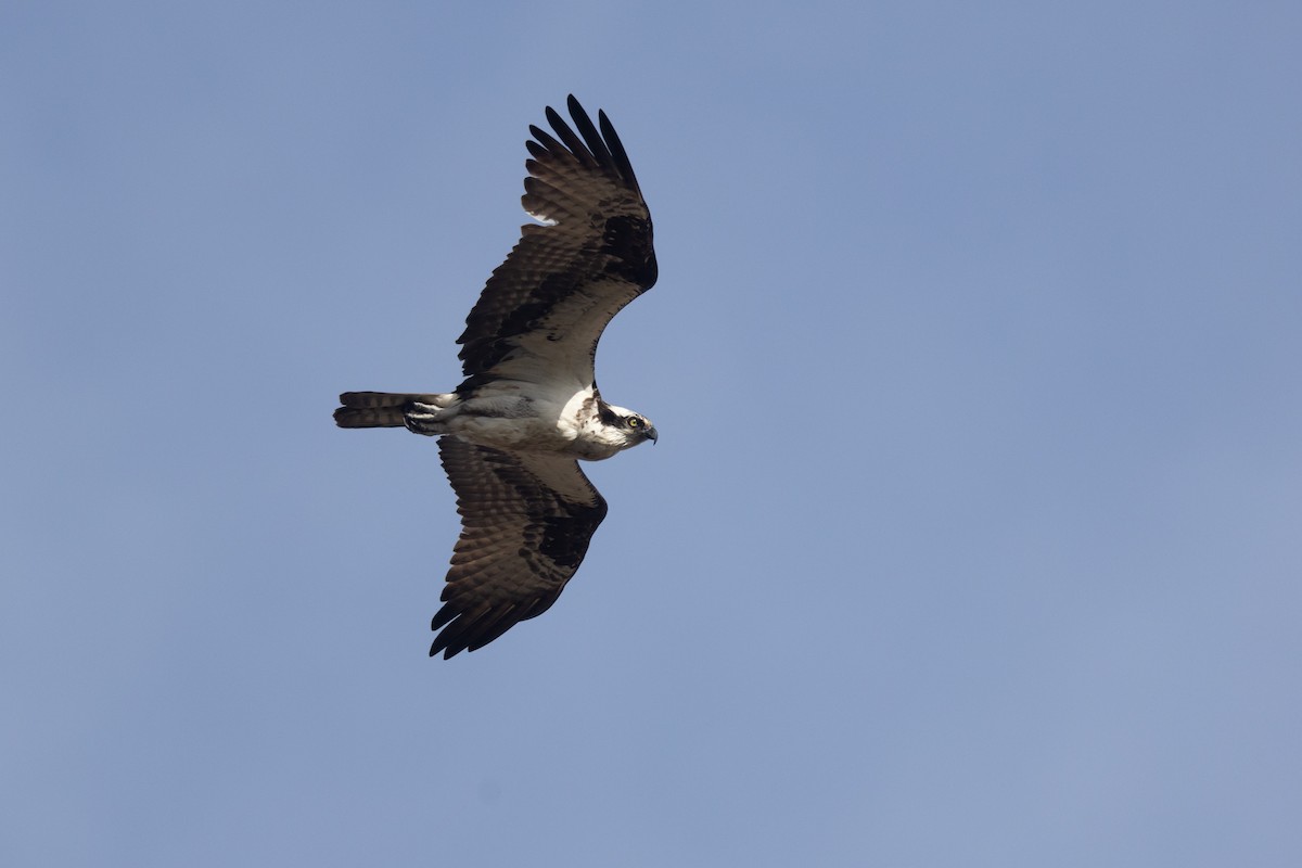 Osprey - ML646764328
