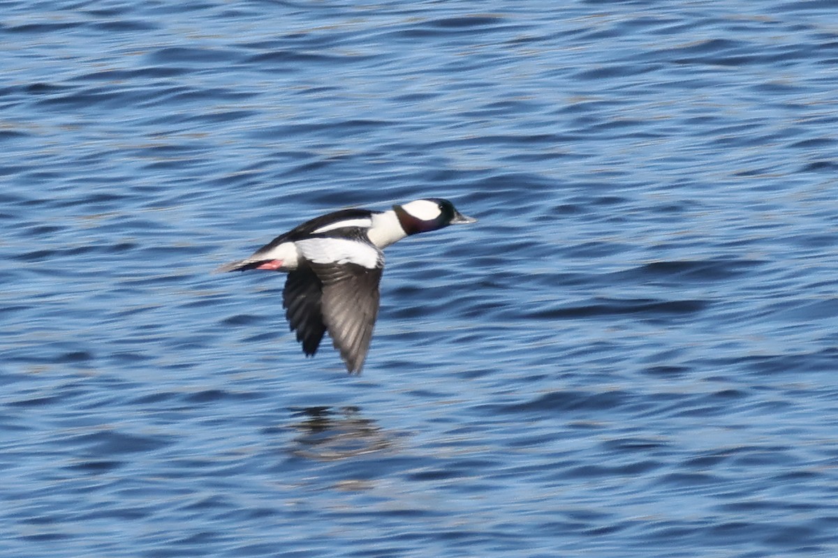 Bufflehead - ML646764329
