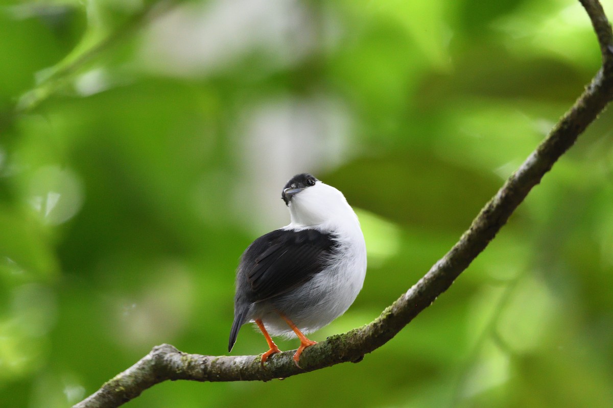White-bearded Manakin - ML646764330