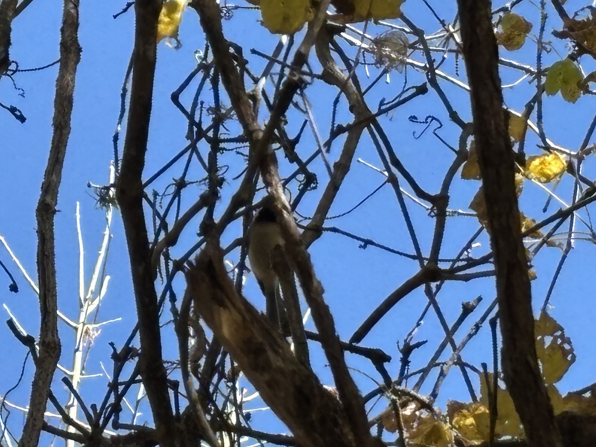 Carolina Chickadee - ML646764335