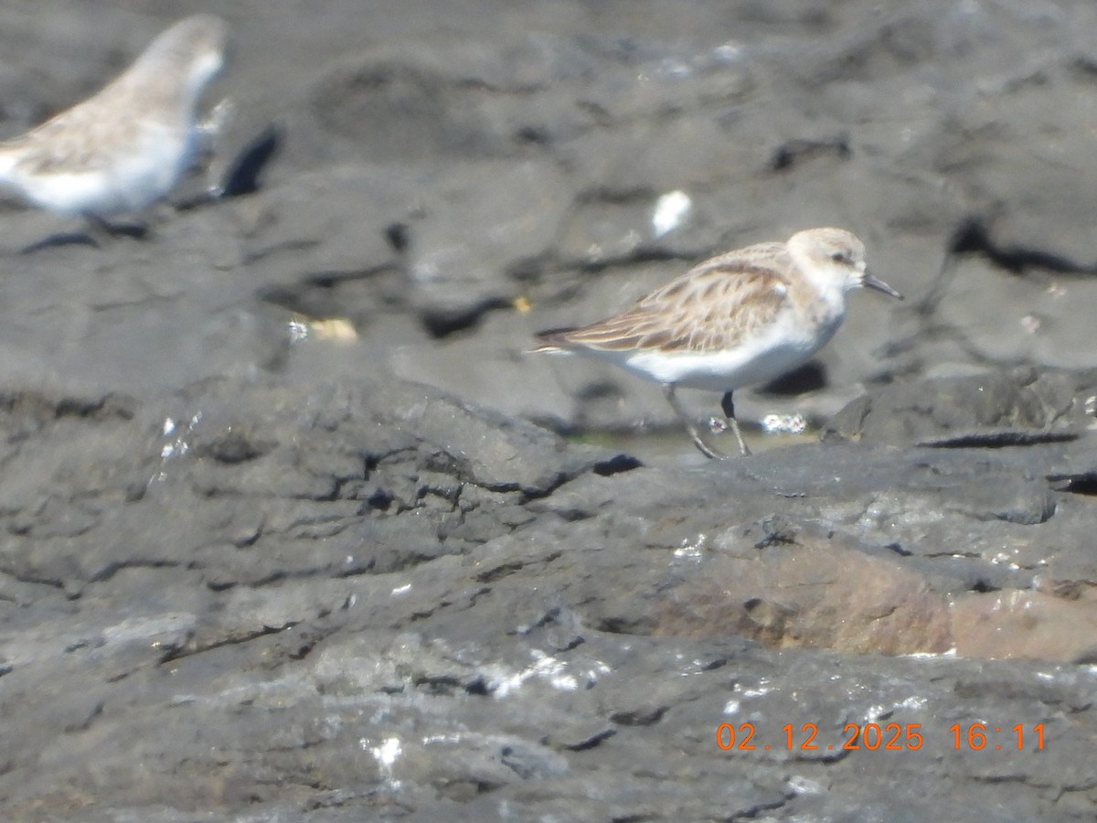 Red-necked Stint - ML646764338