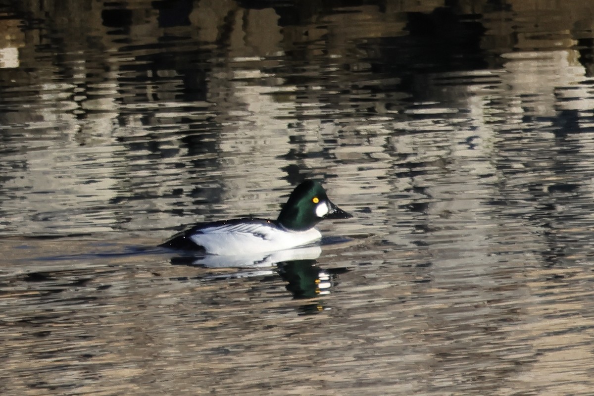 Common Goldeneye - ML646764339