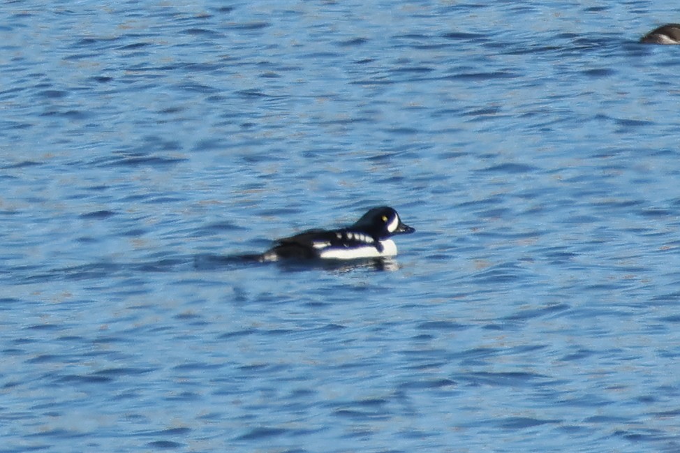 Murgilari islandiarra - ML646764340