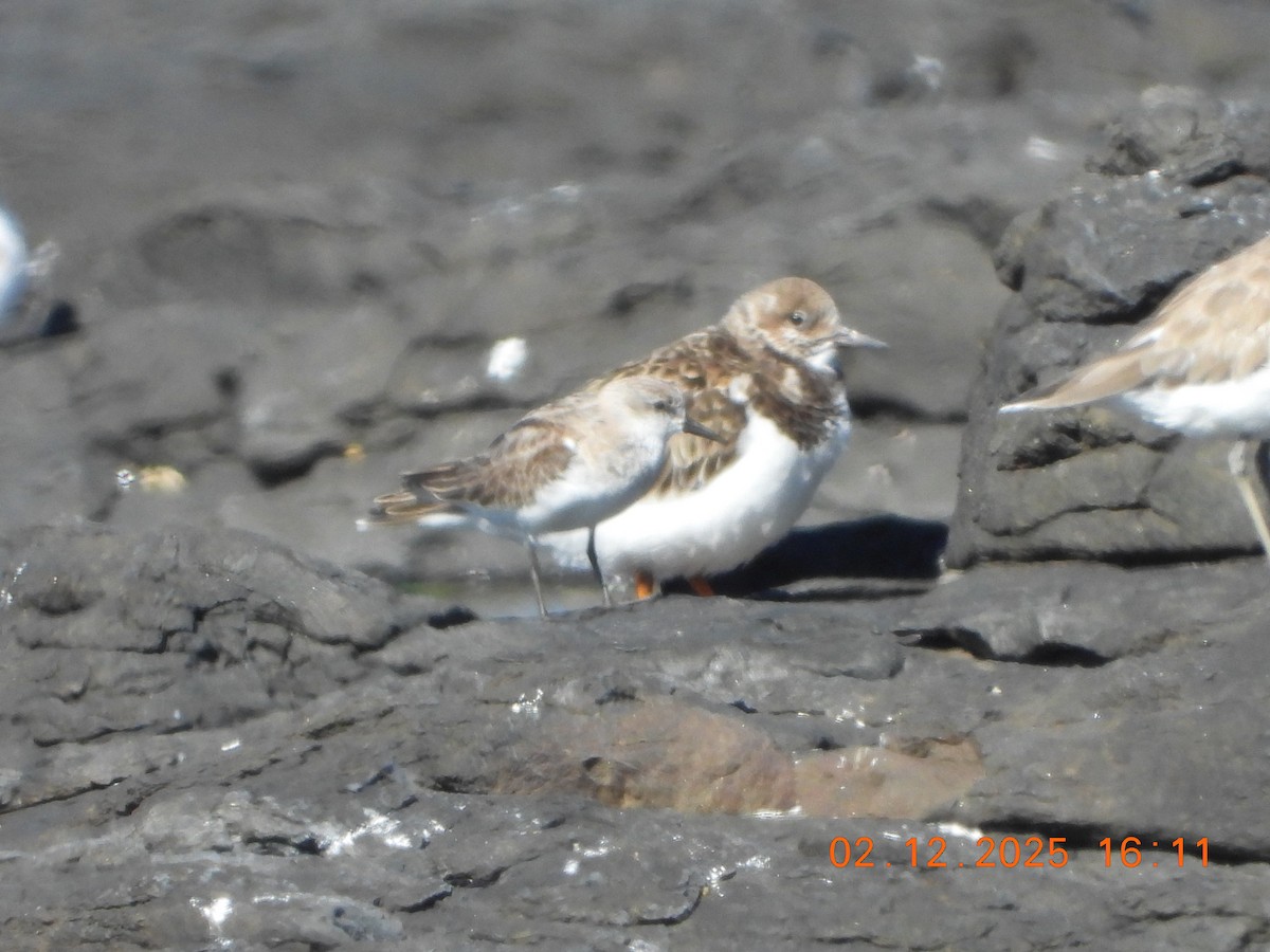 Vuelvepiedras Común - ML646764349