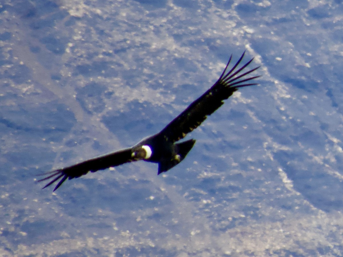 Andean Condor - ML646764350