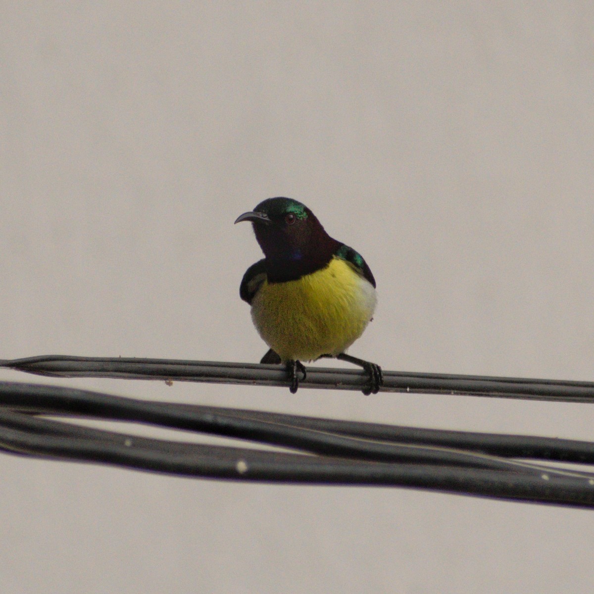 Purple-rumped Sunbird - ML646764351