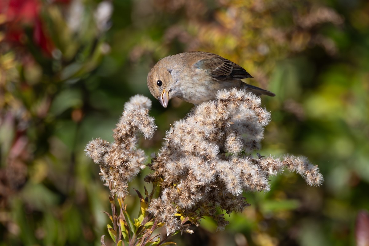 Indigo Bunting - ML646764352
