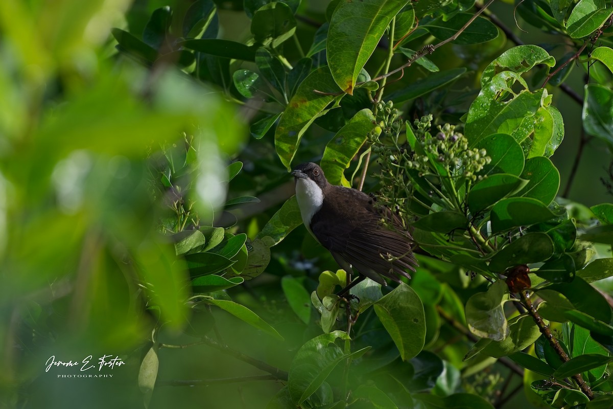 brunflankespottefugl - ML646764355