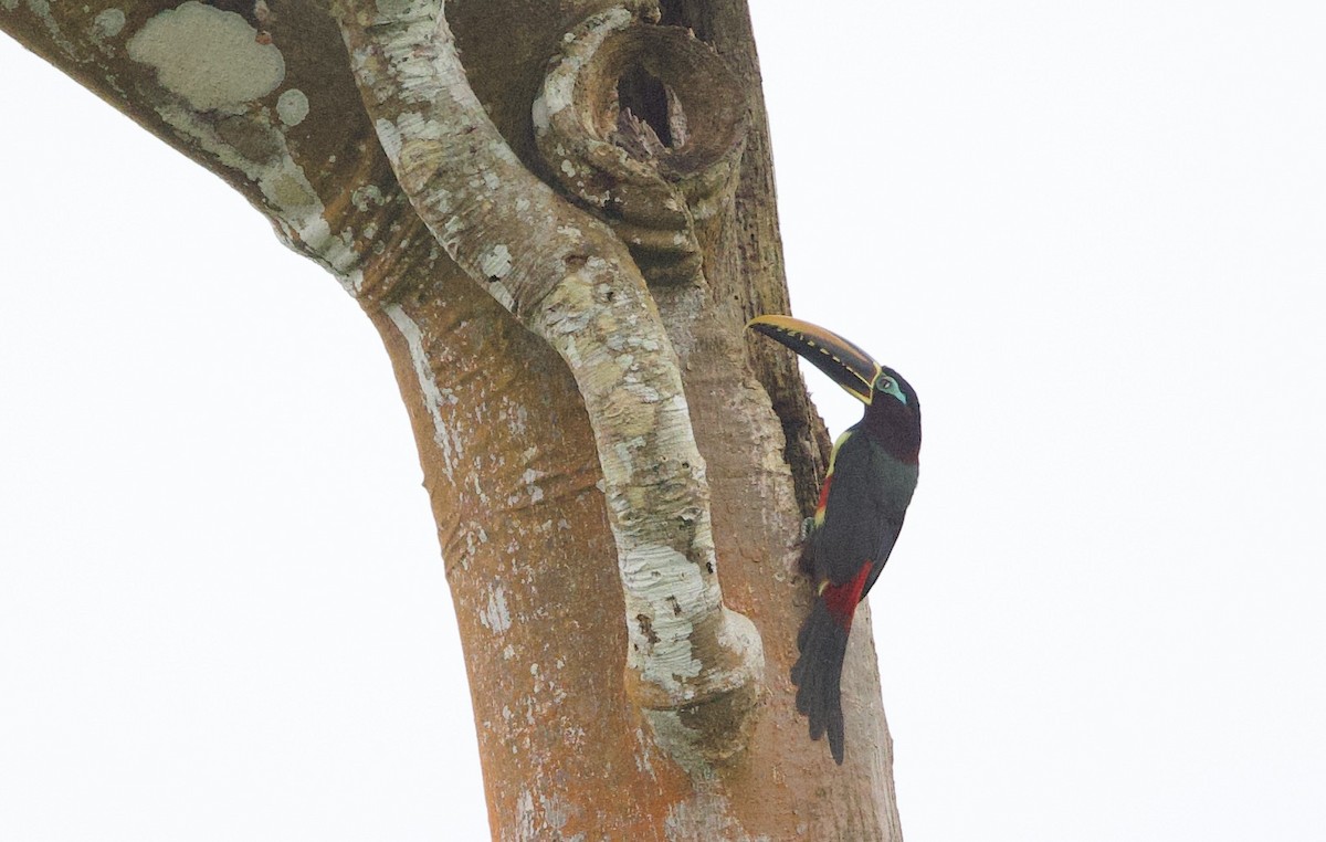 Braunohrarassari - ML646764356