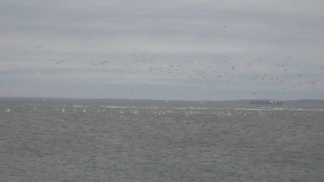 Northern Gannet - ML646764357