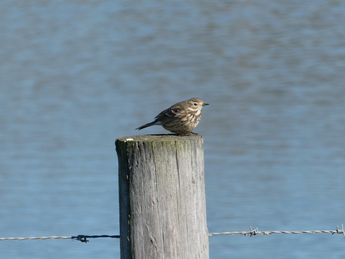 American Pipit - ML646764358